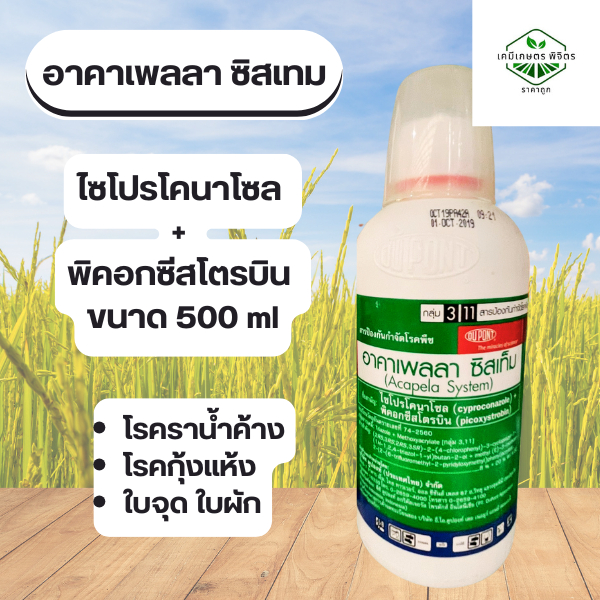 อาคาเพลลาซิสเท็ม  ขนาด 500 ซีซี ยาเชื้อรา โรคเมล็ดด่างในข้าว เมล็ดข้างเต่ง เมล็ดข้าวใส