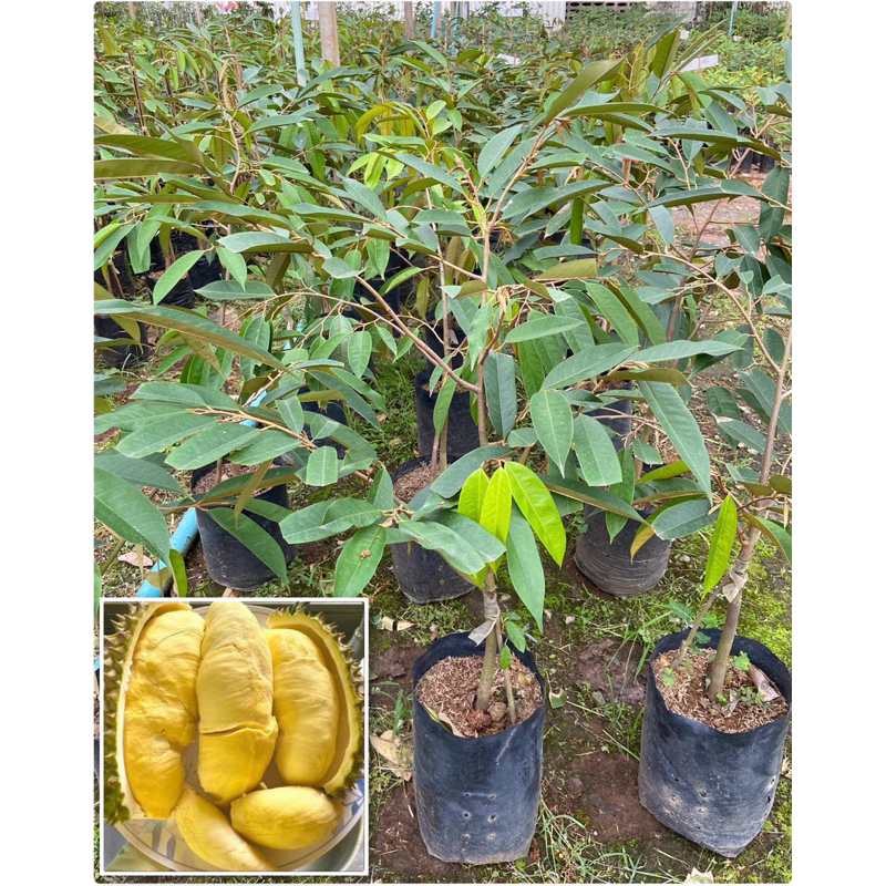 ต้นทุเรียนหมอนทองเสริมราก (สูง 100-120cm) ต้นแข็งแรง พร้อมปลูก ราคา ถูกที่สุด ดีลบีเคเค