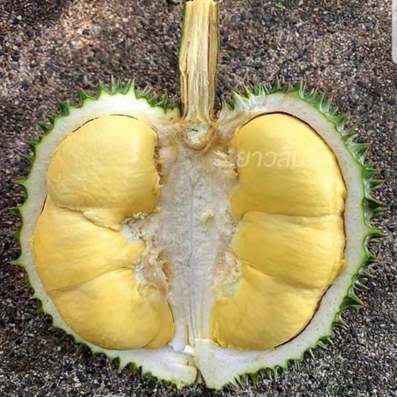 ปุ๋ยเจซี 633 อินทรีย์เคมีเคลือบแคลเซียมสูงผสมซิลิกานาโนซื้อครั้งละ 1 กระสอบขนาด 25 กิโลกรัม - รูปที่ 6