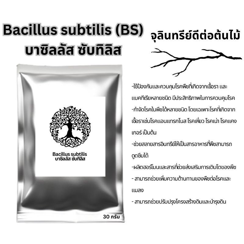 เชื้อจุลินทรีย์ตัวดีตระกูลบาซิลลัสbacillus streptomyces azotobacter pseudomonas aspergillus เป็นมิตรต่อต้นไม้