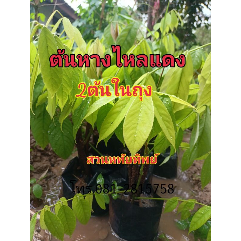 ต้นหางไหลแดงควบแน่นรากแข็งแรงอายุมากกว่า 6 เดือน