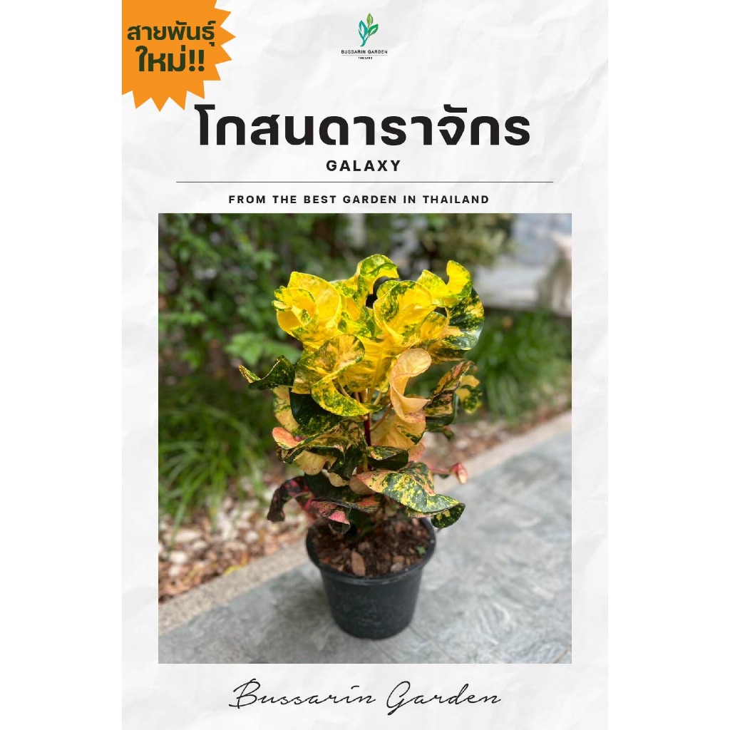 ต้นโกสนพันธุ์ ดาราจักร ไซส์สูง 30-40 เซนติเมตร ซื้อ 10 แถม 1  (จัดส่งแบบถอดกระถาง+รับประกันสินค้า)