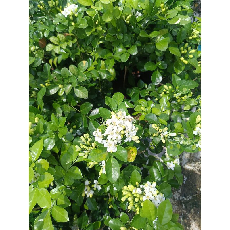 ต้นแก้วพวงดวงใจ ติดดอกแล้ว สูง 1.2 เมตรขึ้นไป