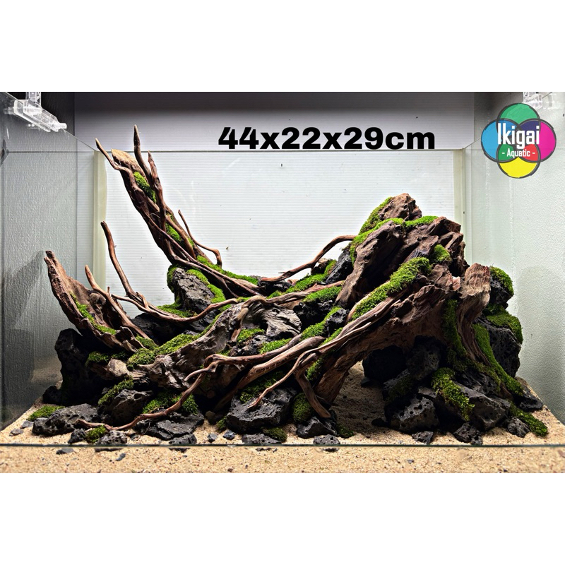 Layout เลย์เอ้าท์น็อคดาวน์18นิ้ว ตู้ไม้น้ำ ยกวางได้เลยไม่ต้องจัดเอง พร้อมส่ง ไม่รวมมอส