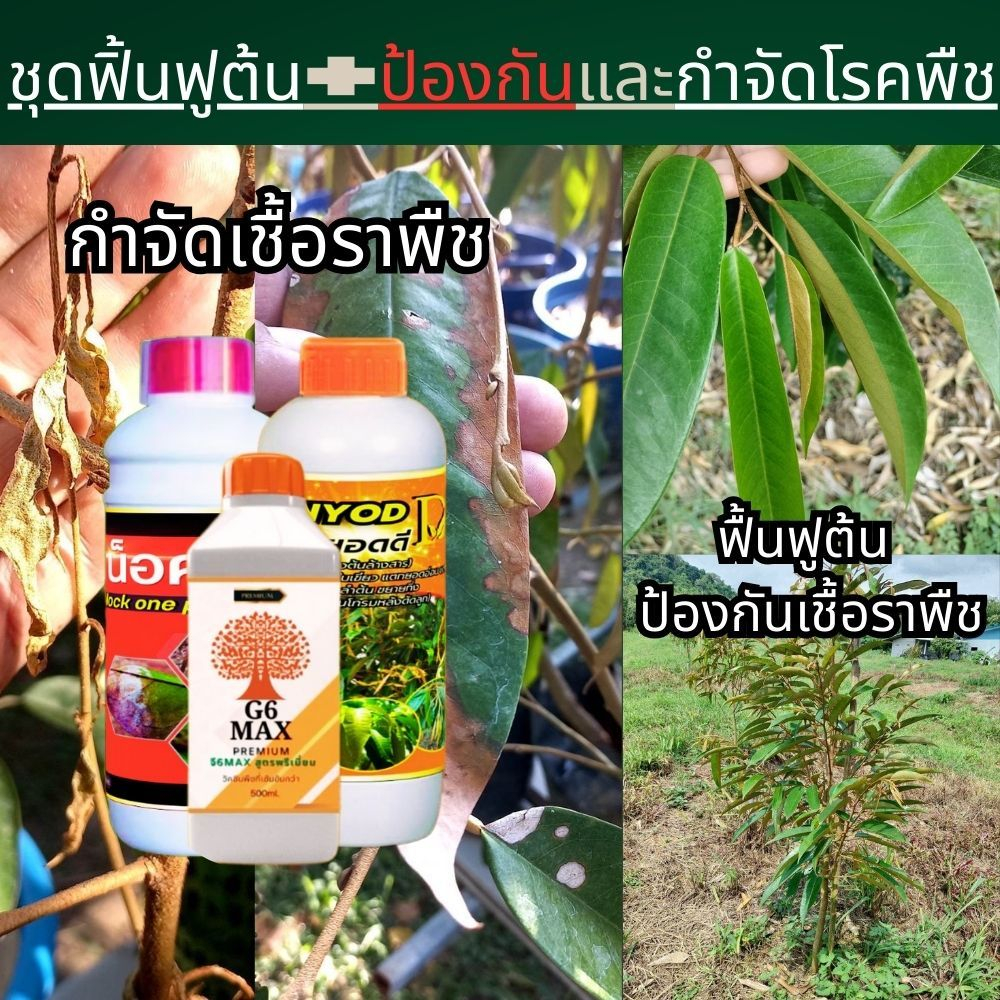 ชุดฟื้นฟูต้นโทรม เร่งราก เร่งใบ จบปัญหารากและยอดไม่เดิน กิ่งแห้ง ใบเหลือง ใบไหม้ ใบร่วง เชื้อราพืช