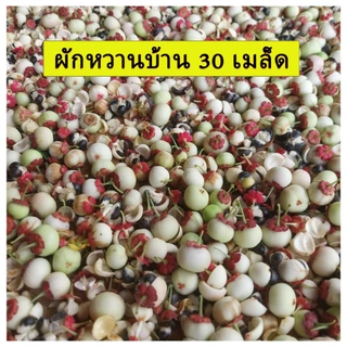 พืชผักสวนครัว สวนแทนใจ ไร่ดอกเหงื่อ เมล็ดพันธุ์ ปลูกต่อได้