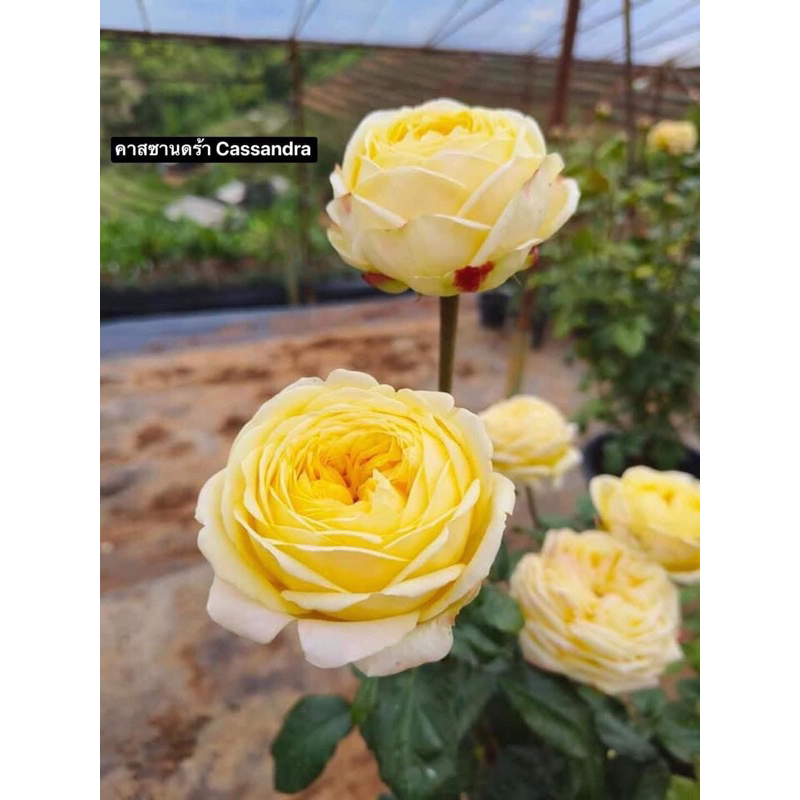 กุหลาบ-คาสซานดร้า Cassandra  สีเหลือง ดอกใหญ่ทรงถ้วย เลี้ยงง่าย