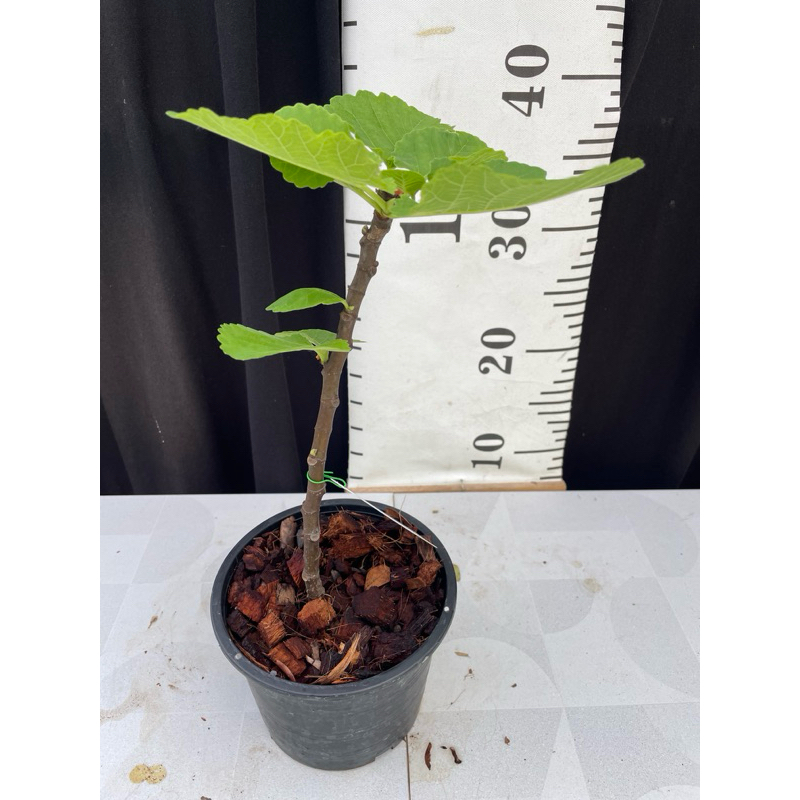 มะเดื่อฝรั่ง Fig พันธุ์ I258