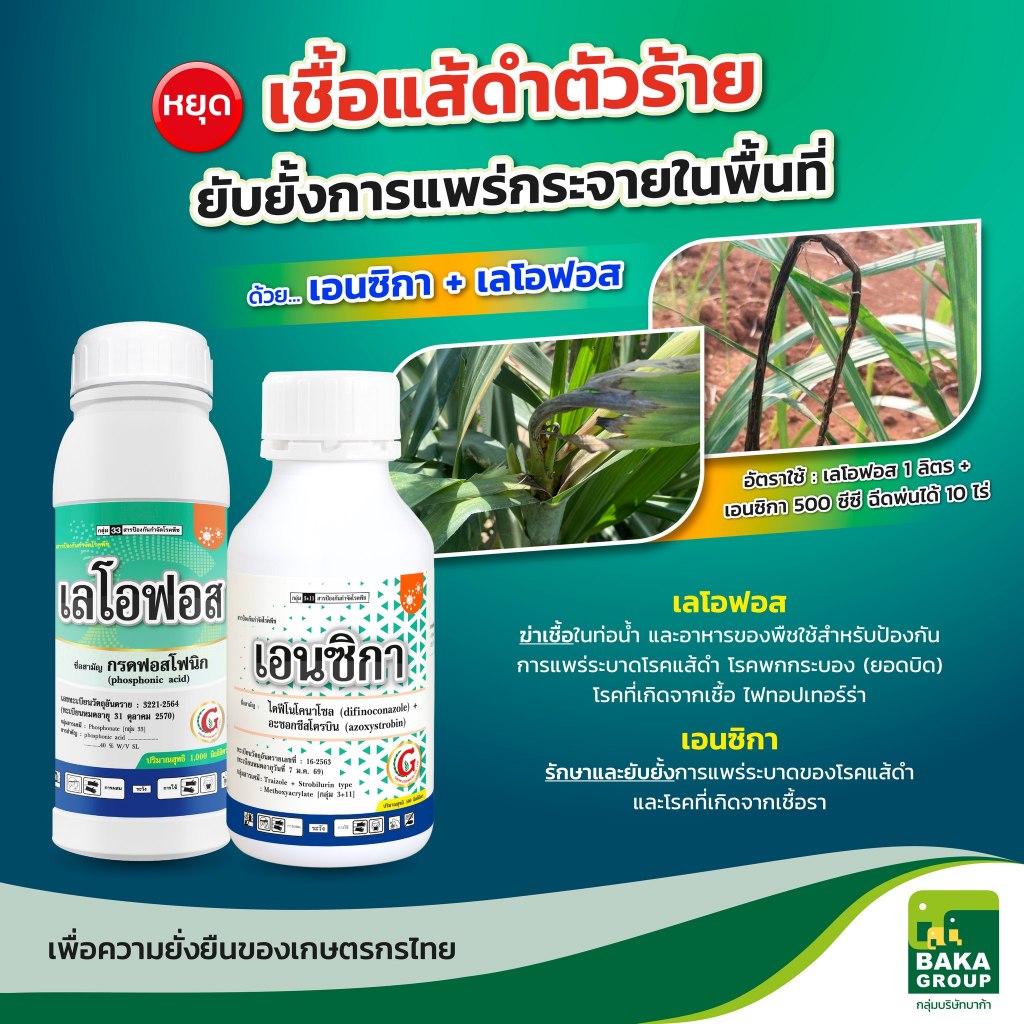 ชุด เอนซิกา + เลโอฟอส (แก้ปัญหา แส้ดำ ในไร่อ้อย) หยุด เชื้อราตัวร้าย ทำลายต้นอ้อย  และ ยับยั้งการแพร่กระจาย 1ชุด10ไร่