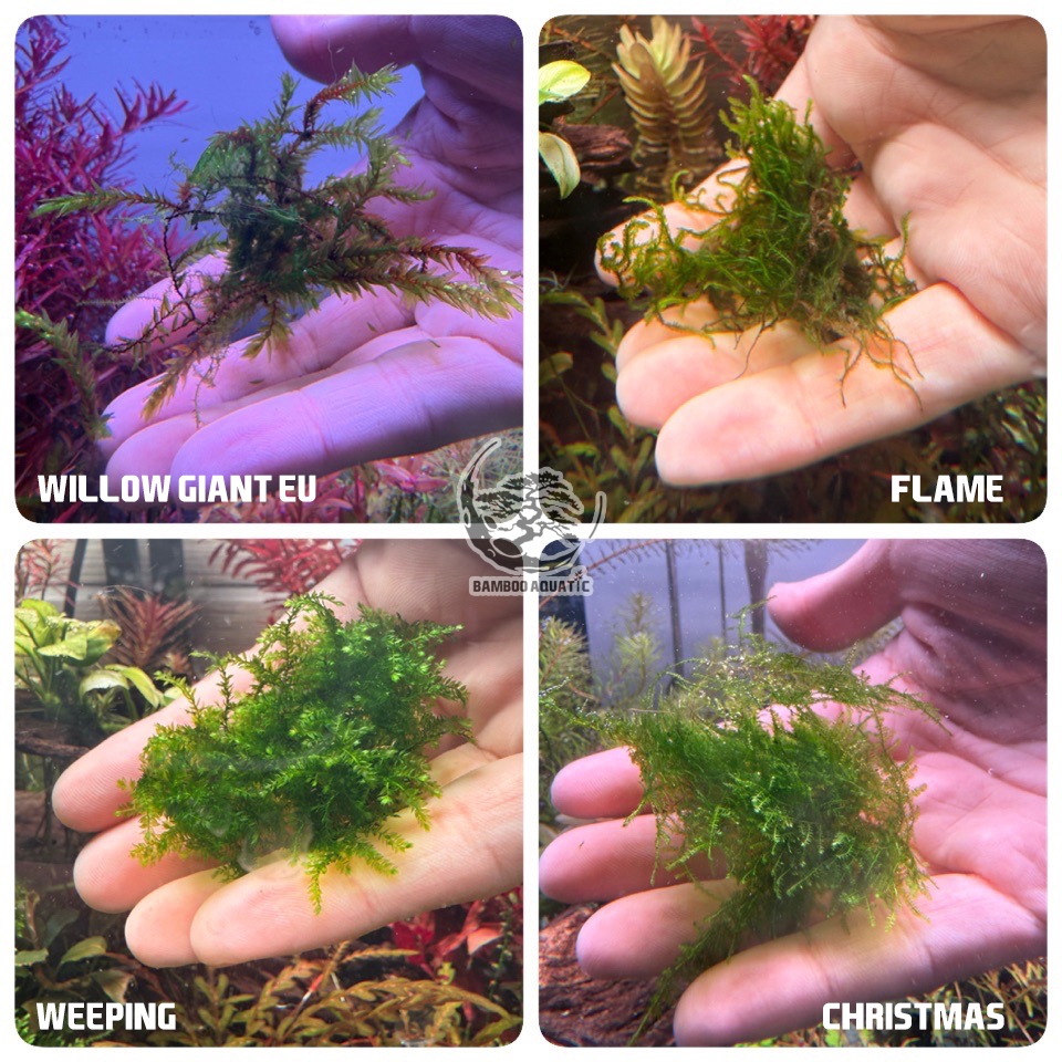 Aquatic Moss มอสน้ำ สำหรับตู้ไม้น้ำ