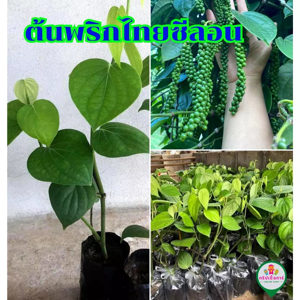 ต้นพริกไทยซีลอน พร้อมลงปลูก 🌱 ระหว่างขนส่งสินค้าเสียหาย ทางร้านรับผิดชอบทุกกรณี