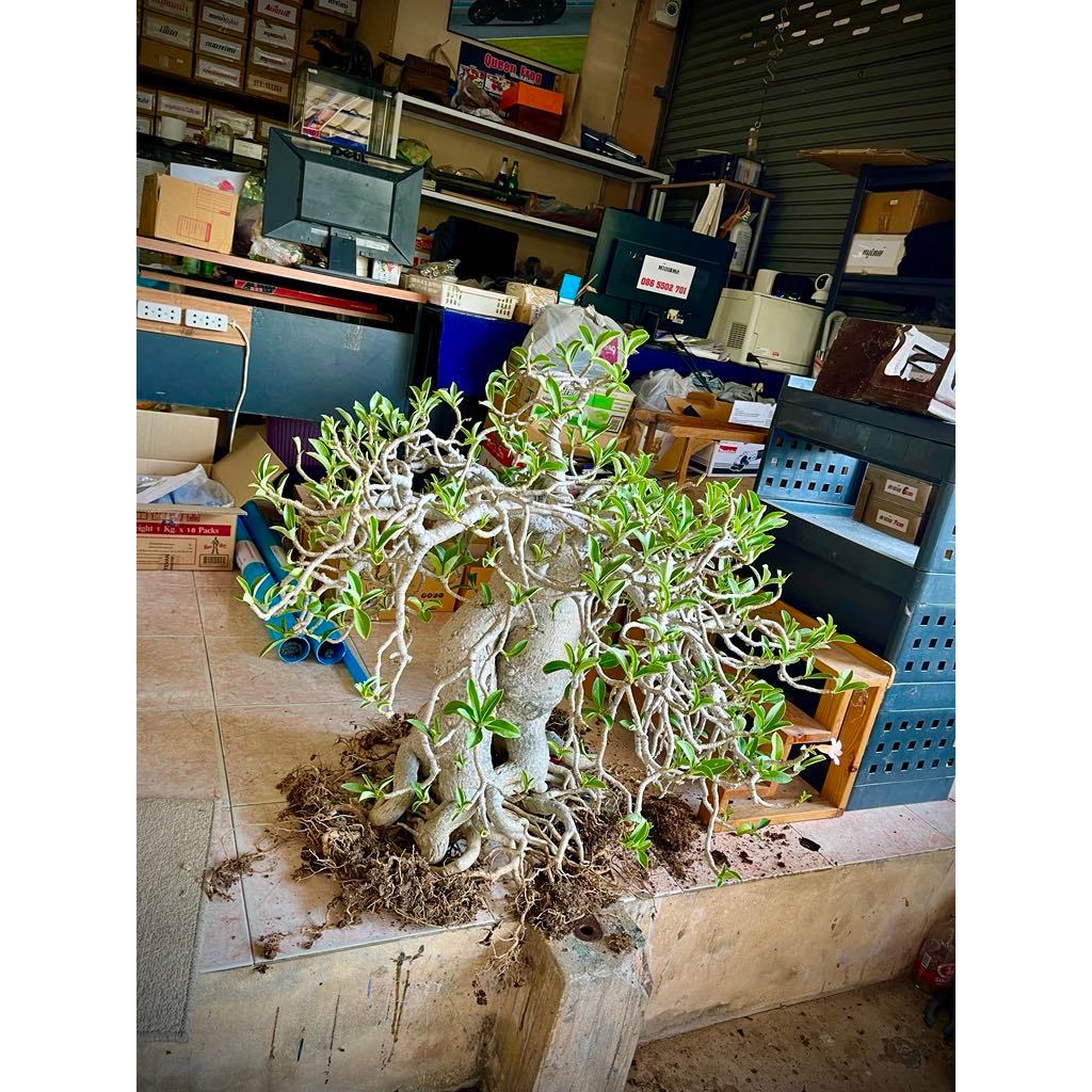 ชวนชม เพชรบ้านนา กระถาง70-100cm  สวยเต็มฟอร์ม Adenium