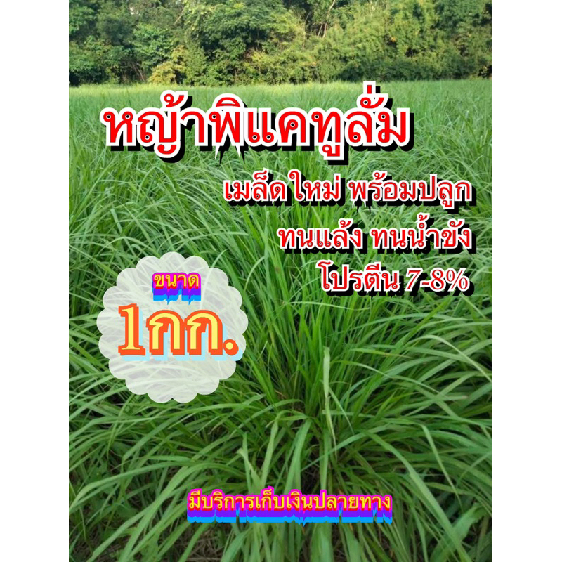 ✅หญ้าพลิแคทูลั่ม เมล็ดหญ้าพลิแคท 1 กิโลกรัม #พร้อมปลูก(รับประกันการงอก) หญ้าเลี้ยงสัตว์ พันธ์ุหญ้า  หญ้าเลี้ยงวัว ควาย
