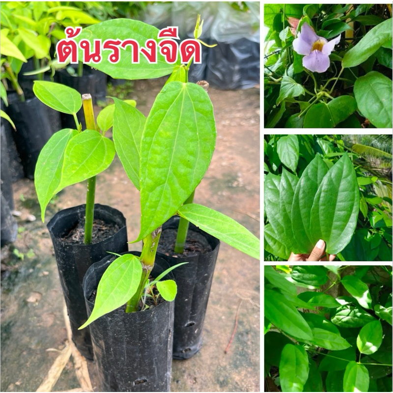 ต้นรางจืด4ต้น80. พร้อมส่งจ้า