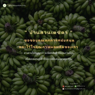 หน่อกล้วยไข่พันธุ์กำแพงเพชรแท้💯 ชุด5หน่อ95บาท
