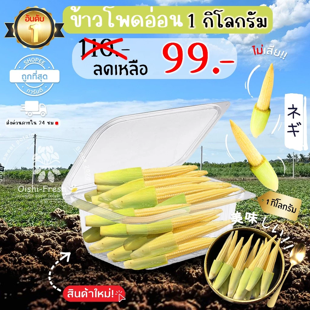 🛒Oishi-Fresh🌽ข้าวโพดอ่อน ปลอดสารพิษ ปลอดสารพิษ 1 กก. รสชาติกรอบ สด ใหม่ ใยอาหารสูง หวานออร์แกนิค ผัก เคลมได้ 1-2 วัน