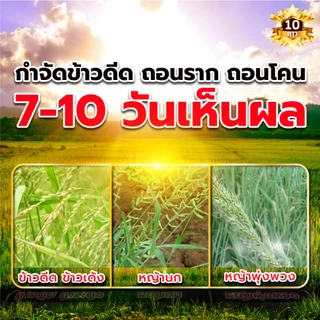 10 ดาว BIO หัวเชื้อจุลินทรีย์ สูตรเข้มข้น ย่อยสลายฟาง ข้าวดีด ข้าวเด้ง ขนาด 100 กรัม 5 ซอง