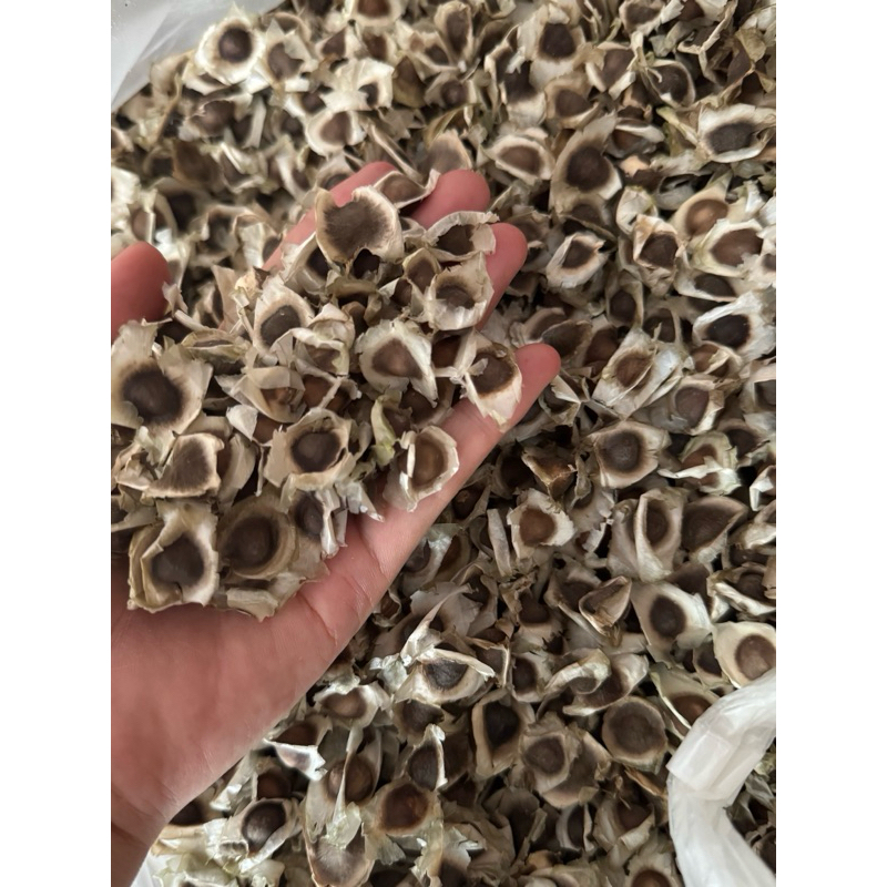 เม็ดมะรุมแห้ง 100 กรัม มะรุมแห้ง เม็ดมะรุม ผลมะรุม Organic