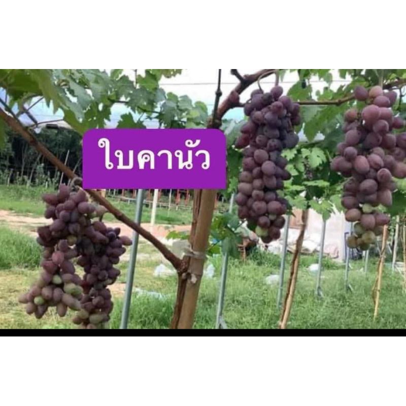 ต้นองุ่นไบคัวนัวสายพันธุ์ยูเครน
