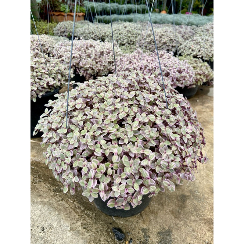 ริบบิ้นชาลีด่าง ไม้ประดับ ทรงพุ่มกลมแน่น ที่กำลังมาแรงนิยมปลูก (กระถาง 8 นิ้ว) ส่งพร้อมลวดแขวน