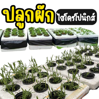 กล่องโฟมเจาะรู 4 นิ้ว พร้อมปลูก ผักไฮโดรโปนิกส์ กล่องโฟมเจาะ 4 นิ้วปลูกผักไฮโดรโปนิกส์ พร้อมถ้วยปลูก