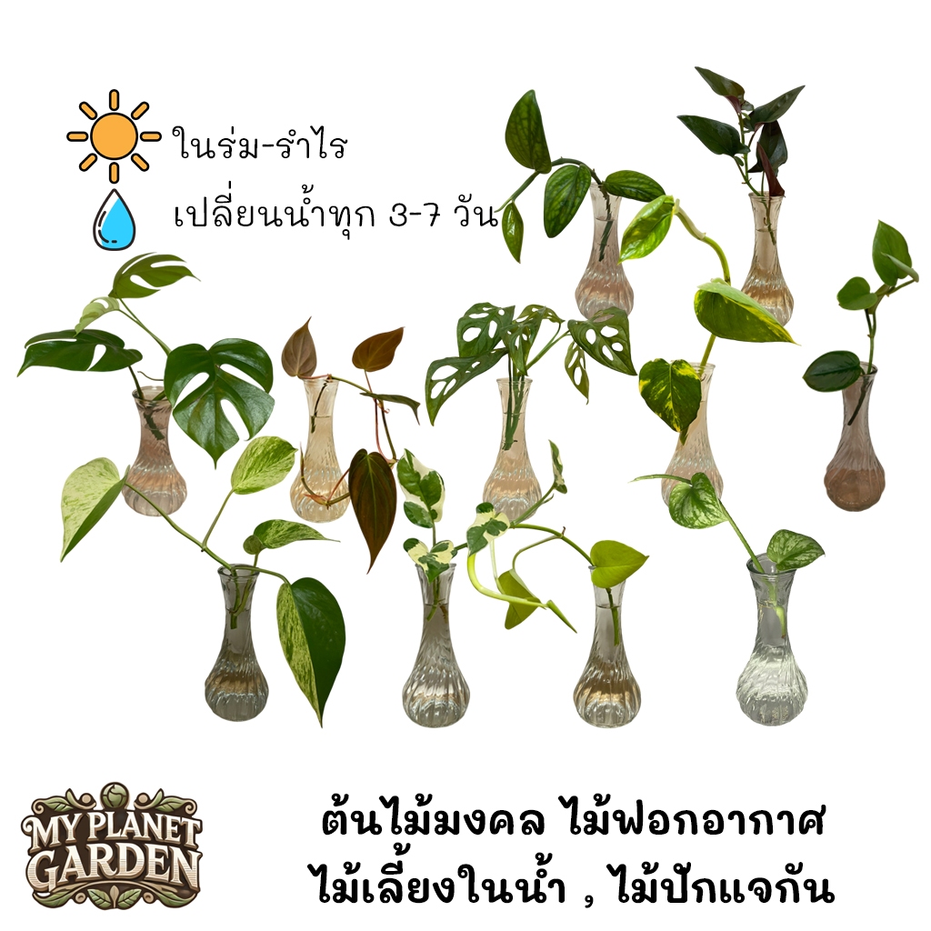 กิ่งพันธุ์ ต้นไม้เลี้ยงในน้ำ ต้นไม้ปักแจกัน ฟอกอากาศ (พลูด่าง,พลูงาช้าง,พลูด่างลายหินอ่อน,พลูทอง,พลูสนิมพลูอินโด,จินนี่)