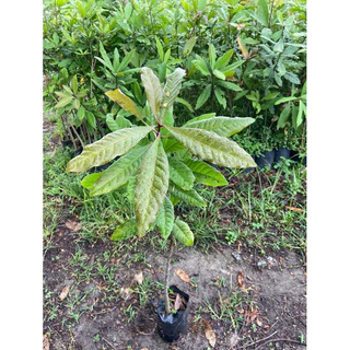 ต้นจิกน้ำ ต้นกระโดนน้ำ ไม้ประดับให้ร่มเงา (สูง 60-80cm)