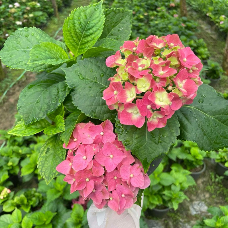 ต้นไฮเดรนเยีย พันธุ์หนัก Hydrangea  (ติดดอก) ดอกแดง สีสวย  แบบถุง - รูปที่ 6