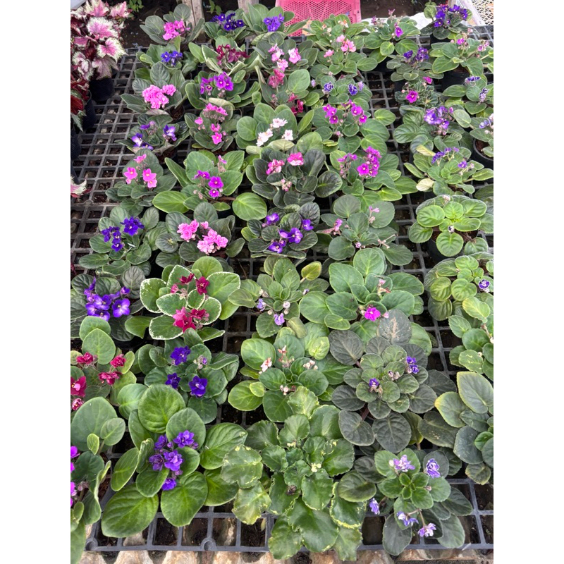 รอบ2/1/26แอฟริกันไวโอเล็ต #African Violet  ต้นไม้นำเข้าออกดอกบ่อย ราคา ถูกที่สุด ดีลบีเคเค แกลเลอรีภาพที่ 8
