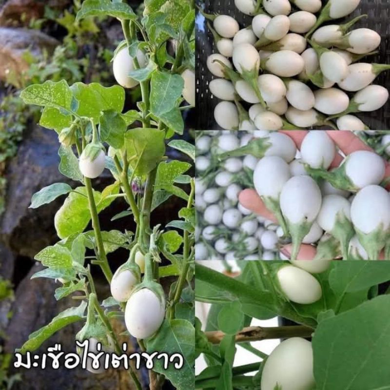 เมล็ดพันธุ์มะเขือไข่เต่าขาว200 เมล็ด 19 บาท – โปรปัง