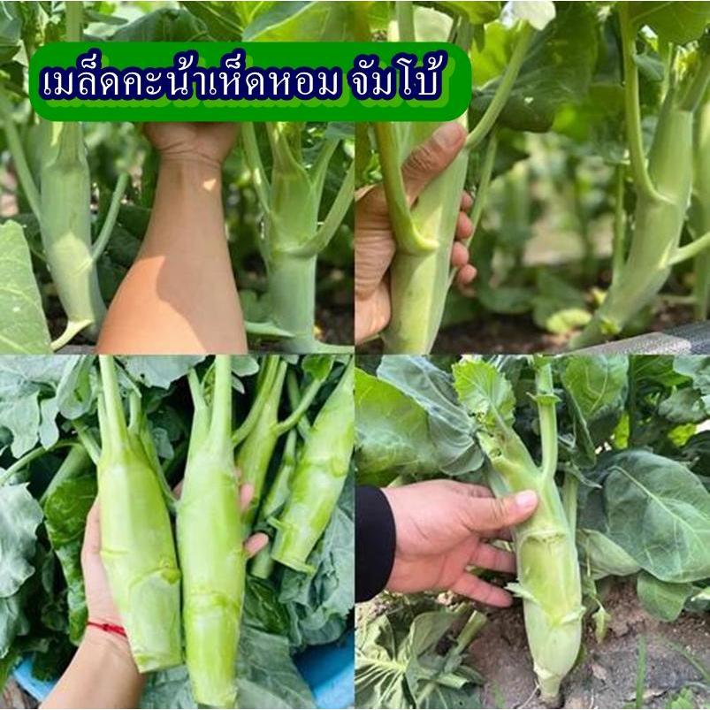 400+ เมล็ด เมล็ดคะน้าเห็ดหอม จัมโบ้ (ปลูกง่าย ต้นใหญ่จัมโบ้กว่าคะน้าเห็ดหอมสายพันธุ์ทั่วไป ลำต้นอวบใหญ่ เนื้อแน่น)