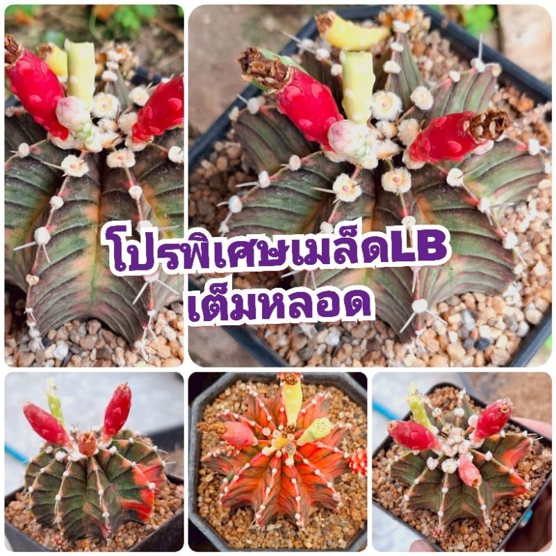 พิเศษคืนกำไรให้ลูกค้า เมล็ดLBด่าง เก็บสดๆใหม่ๆจากในสวน