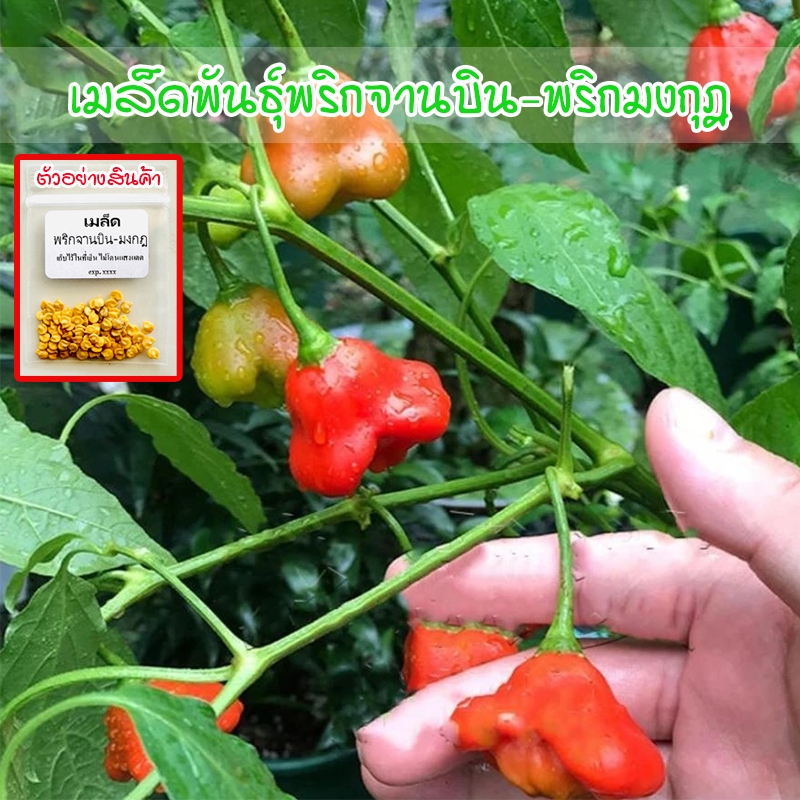 พริกจานบิน-พริกมงกุฎ 8-20 เมล็ด Bishop Crown Pepper เมล็ดพันธุ์คุณภาพ ปลูกต่อได้ [ซื้อ 10 แถม 1 คละได้]