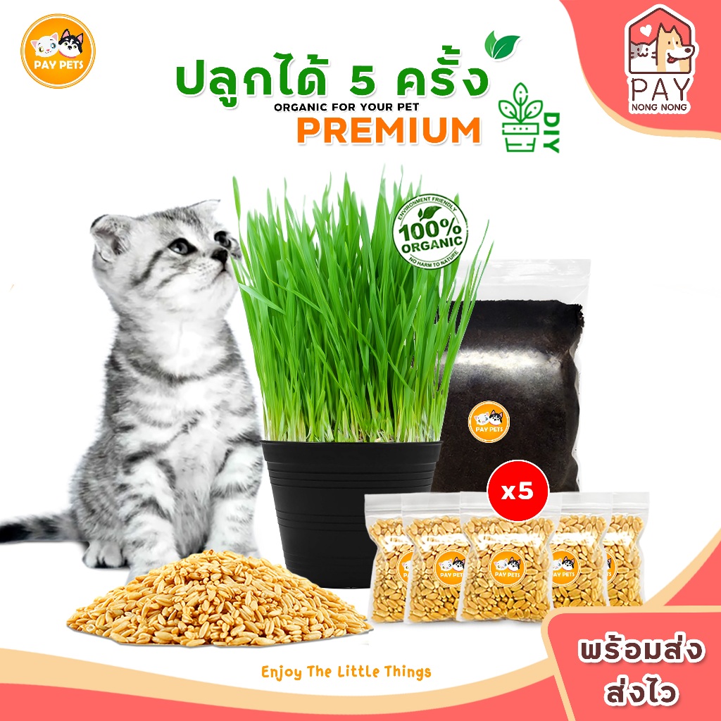 ชุดปลูกหญ้าแมวในกระถาง4นิ้ว (แบ่งปลูกได้5รอบ) ชุดปลูกหญ้าแมวในบ้าน ชุดปลูกหญ้าแมวคุณภาพดี ปลูกง่าย