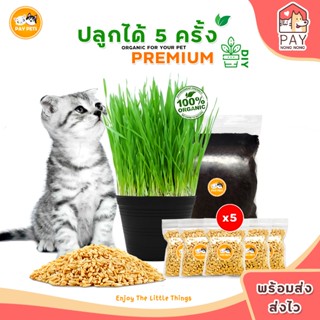 ชุดปลูกหญ้าแมวในกระถาง4นิ้ว (แบ่งปลูกได้5รอบ) ชุดปลูกหญ้าแมว…