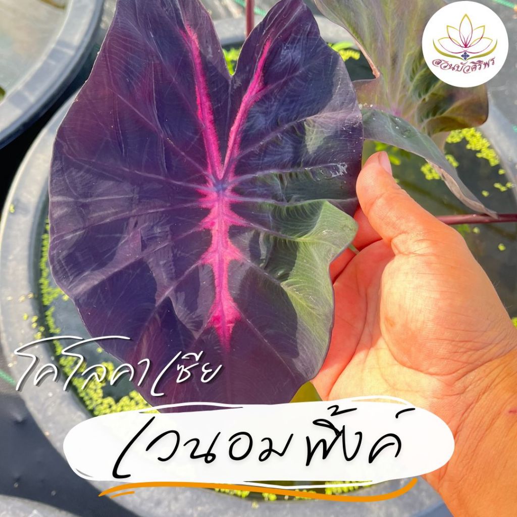 โคโลคาเซีย "เวน่อม พิงค์" ปลูกชำแล้วรากเยอะ โตไว ปลูกง่าย สวยงาม อยู่กลางแดดจัดได้