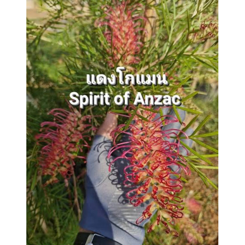 เกลวิเลียแดงโกแมนspirit of Anzacทาบสูง100-110cm.