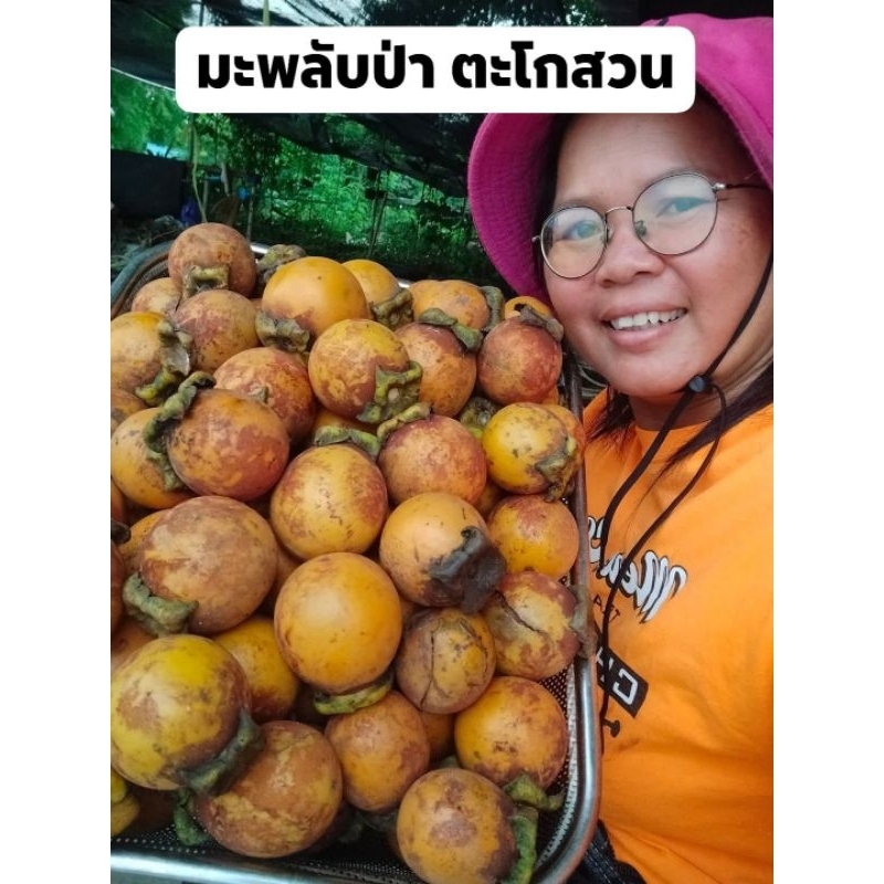 มะพลับป่า ตะโกสวน 1 ชุด 2 ต้น100บาท(สูงราว10-15เซนติเมตร)