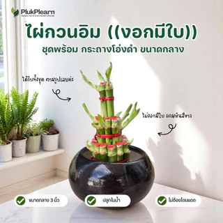ไผ่กวนอิม 3 ชั้น ขนาดใหญ่ ((รุ่นมีใบงอก) )กระถาง 4 นิ้ว ต้นไม้มงคล วางประดับหิ้งพระ โต๊ะทำงาน