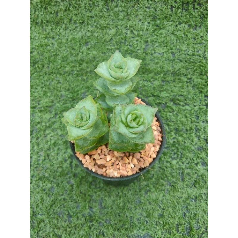 ต้นคลาสซูล่า Perforata [Crassula Perforata ] ไม้ในกระถาง2"