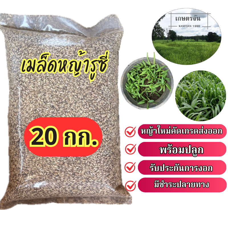 🟢เมล็ดหญ้ารูซี่ 20 กก พร้อมปลูก ปลูกเลี้ยงสัตว์ พันธ์ุหญ้ารูซี่ หญ้าลูซี่ หญ้าเลี้ยงวัว ควาย แพะ แกะ