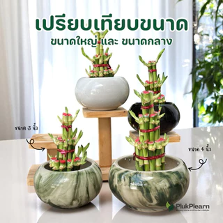 ไผ่กวนอิม 3 ชั้น ขนาดใหญ่ ((รุ่นมีใบงอก) )กระถาง 4 นิ้ว ต้นไม้มงคล วางประดับหิ้งพระ โต๊ะทำงาน