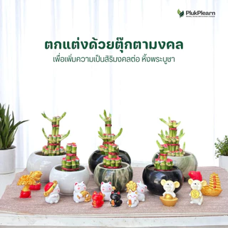 ไผ่กวนอิม 3 ชั้น ขนาดใหญ่ ((รุ่นมีใบงอก) )กระถาง 4 นิ้ว ต้นไม้มงคล วางประดับหิ้งพระ โต๊ะทำงาน