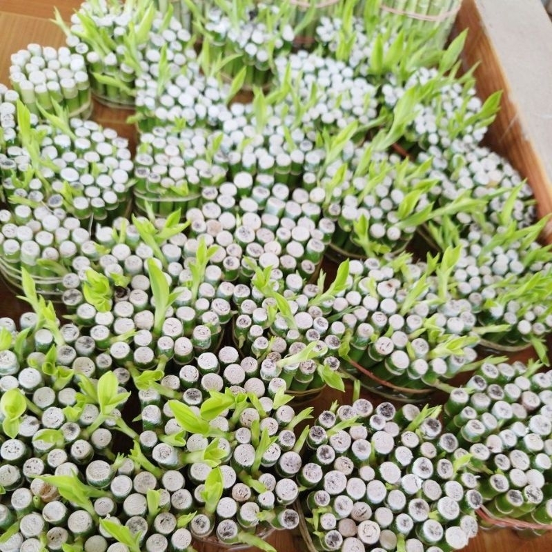 ไผ่กวนอิมหน่อตรง 5 ซม. - รูปที่ 2