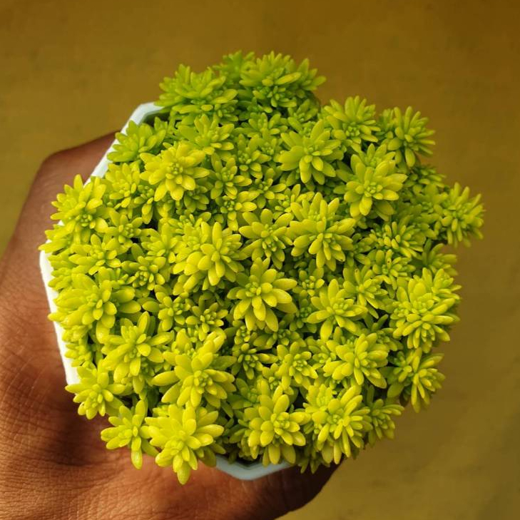 ต้นไม้อวบน้ำ กุหลาบหิน แพรทองแคระ Sedum Minus Aureus  ต้นเศรษฐีแพรทอง #succulent #เมล็ดพันธุ์พืช - รูปที่ 7