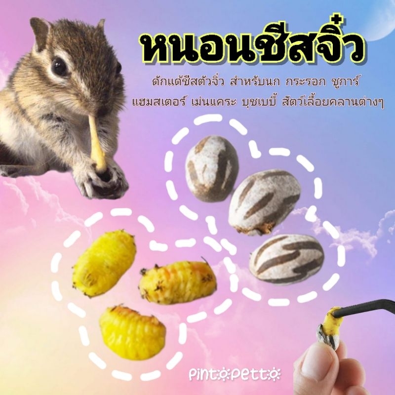 หนอนชีสจิ๋ว (10ตัว) ดักแด้ชีส สำหรับแฮมสเตอร์ ชูการ์ กระรอก เม่นแคระ ดอร์เมาส์ (หนอนชีส)
