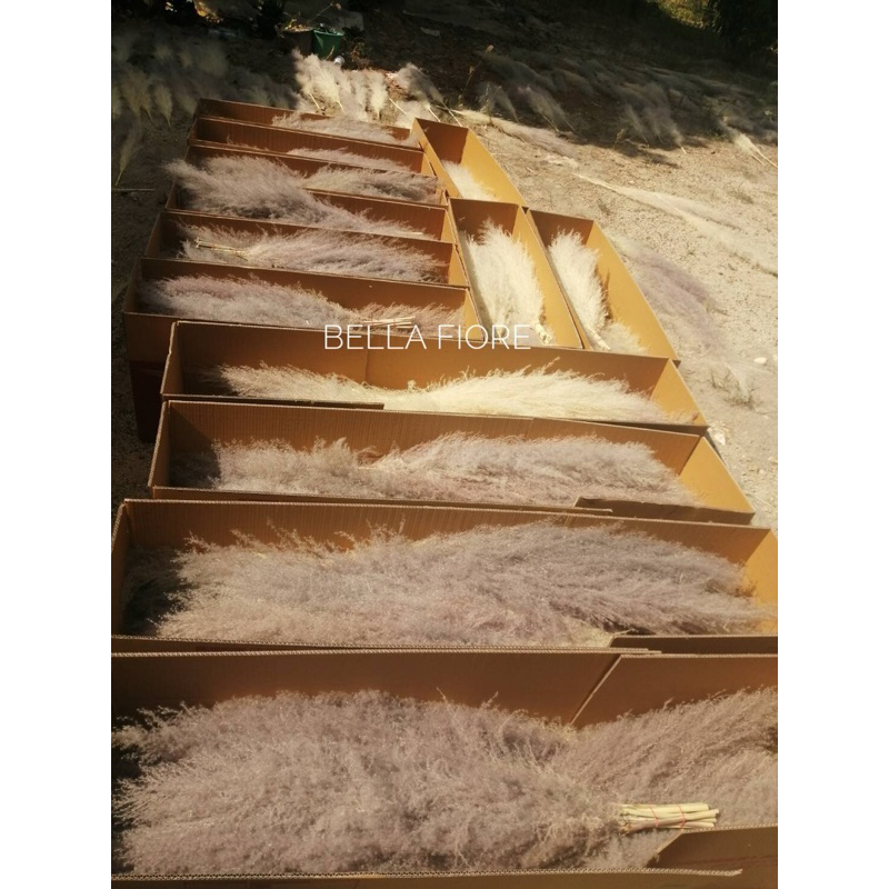 หญ้าเลา แพมพัส ดอกไม้แห้ง ราคาต่อ1ก้าน ราคาเริ่มต้นก้านละ 10 บาท พร้อมส่งจาก กทมเลยจ้า ราคา ถูกที่สุด ดีลบีเคเค แกลเลอรีภาพที่ 7
