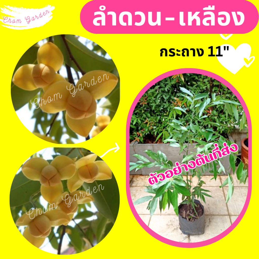ต้นลำดวนสีเหลือง กระถาง 11 นิ้ว