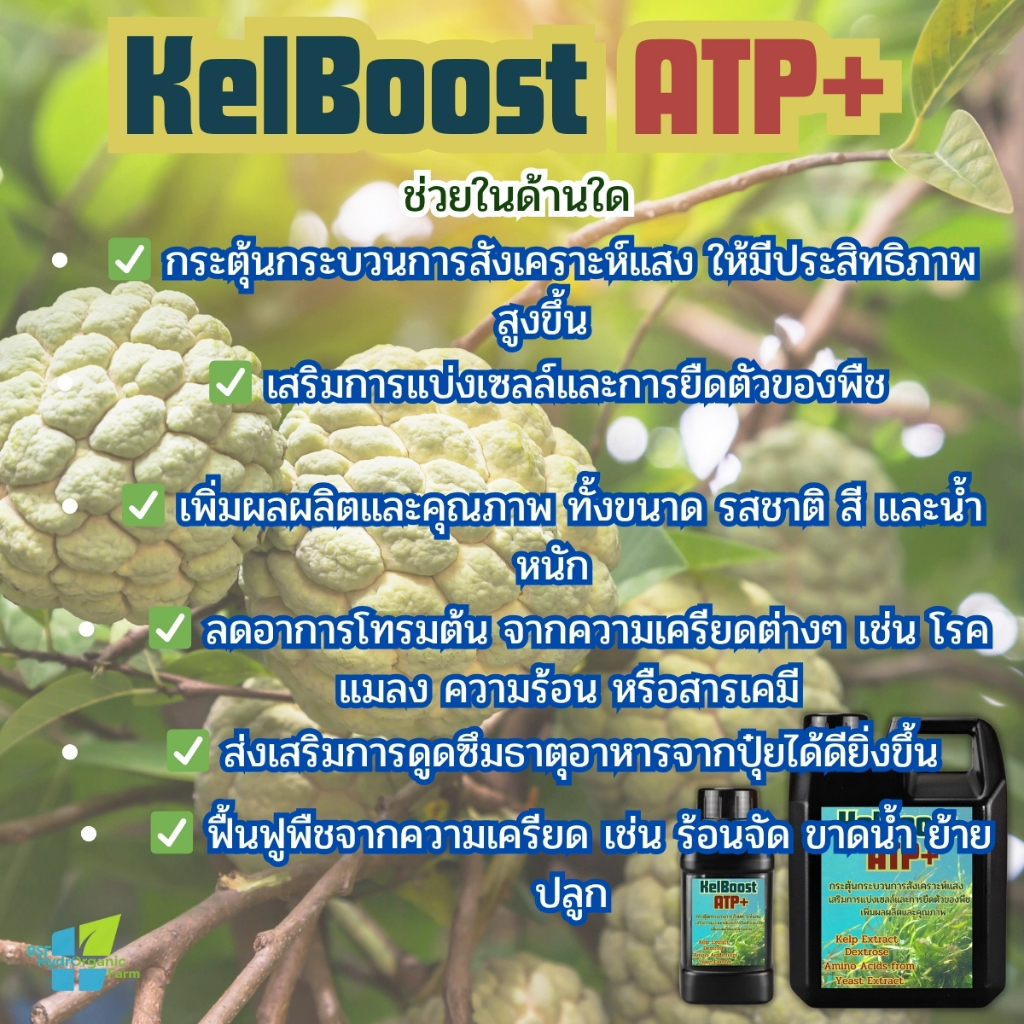 สาหร่ายเคลป์สกัดเข้มข้น +อะมิโน+ ฟลูวิค ฮอร์โมนเร่งโตใวใบเขียว กิ่งก้านใหญ่ใบอวบ สะสมสารอาหาร - รูปที่ 4