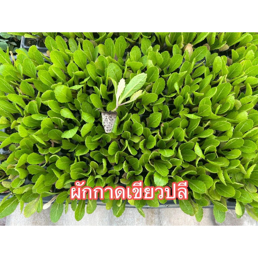 ต้นกล้าผักกาดเขียวปลี 20 ต้น ต้นกล้าผักสวนครัว ต้นกล้าผักพร้อมปลูก ผักกาดขาวปลี ผักกาดดอก